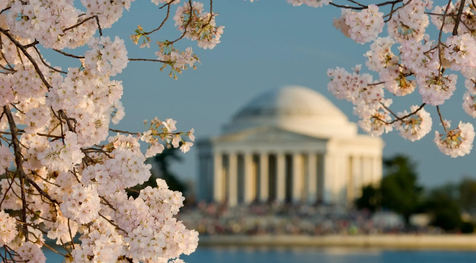 The Jefferson Memorial framed by cherry blossoms across the Tidal Basin