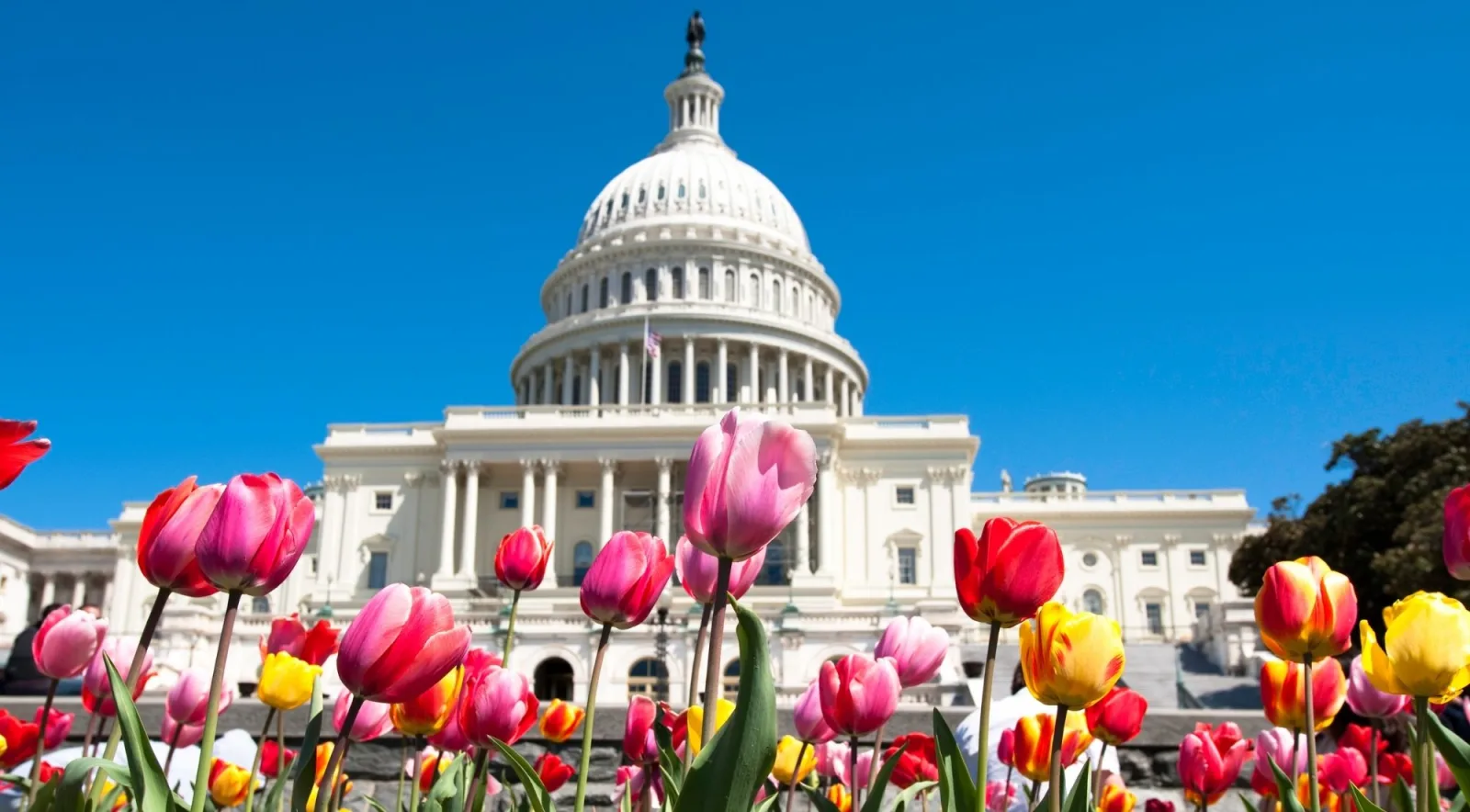 Tulips in front of the U.S. Capitol in spring
