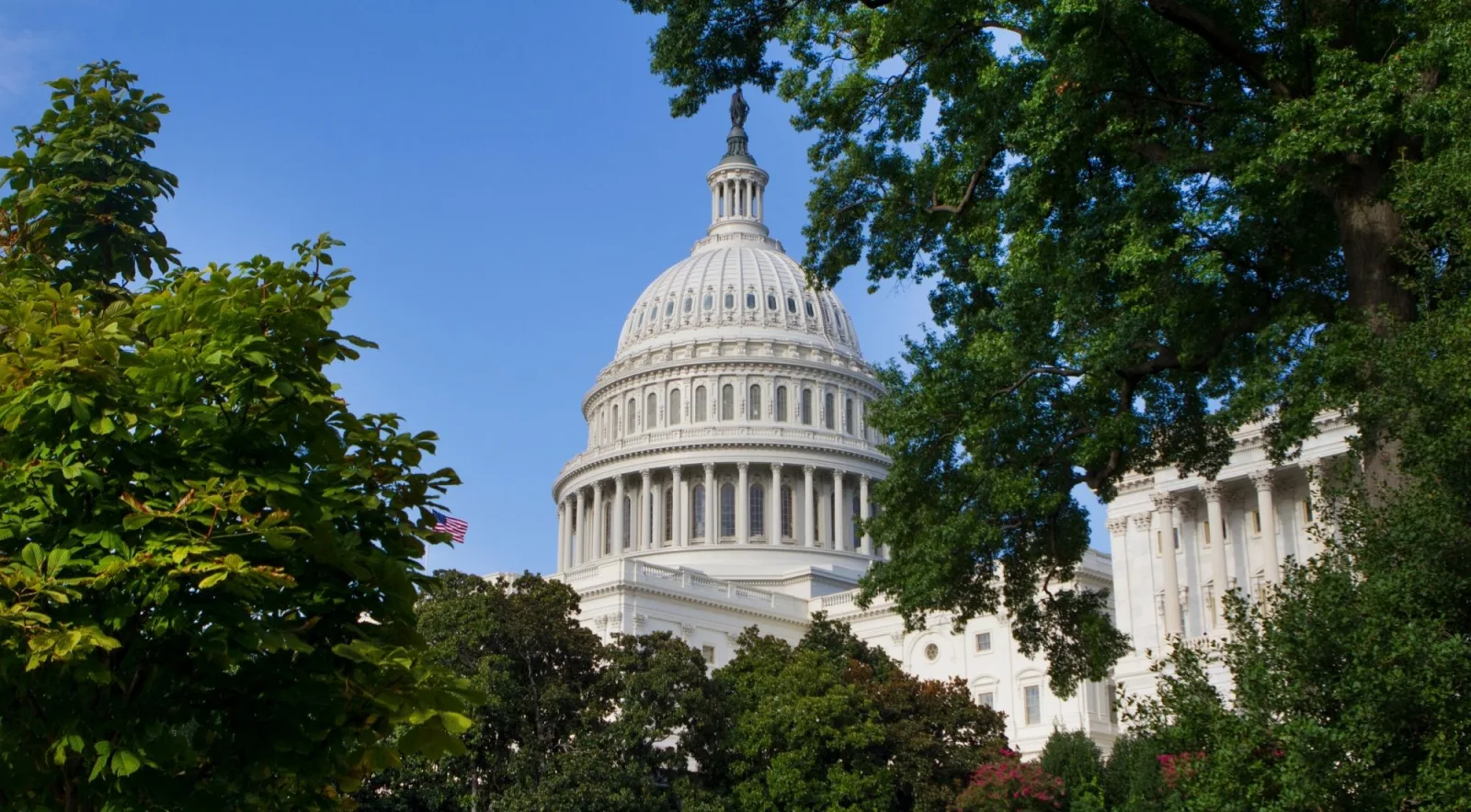 The U.S. Capitol dome seen through summer trees