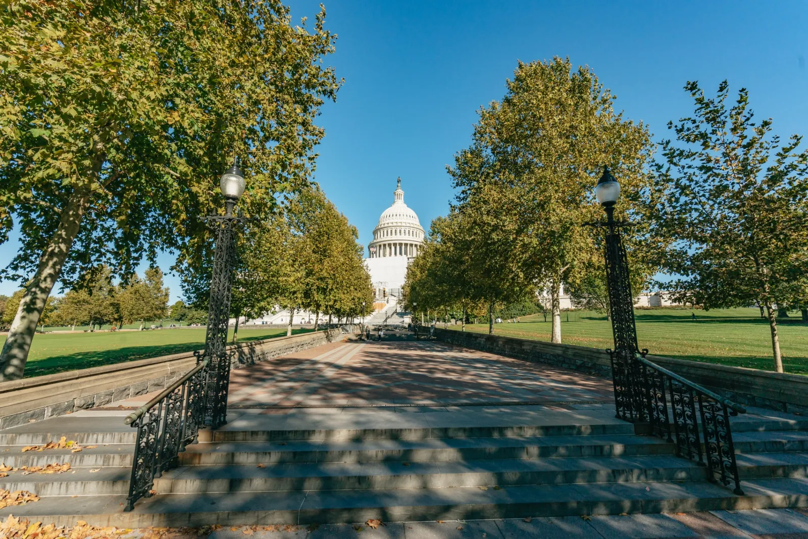 The U.S. Capitol dome framed by trees on the Capitol grounds
